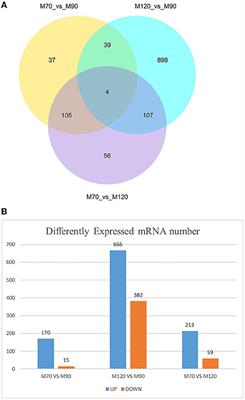 RNA-Seq Reveals miRNA and mRNA Co-regulate Muscle Differentiation in Fetal Leizhou Goats